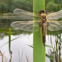 Newly emerged Four-Spotted Chaser wideangle 4 